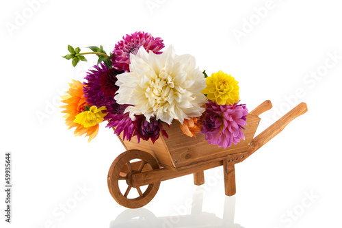 Fototapeta Naklejka Na Ścianę i Meble -  Bouquet Dahlias in wheel barrow