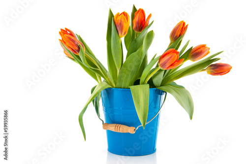 Fototapeta Naklejka Na Ścianę i Meble -  Blue bucket with orange tulips