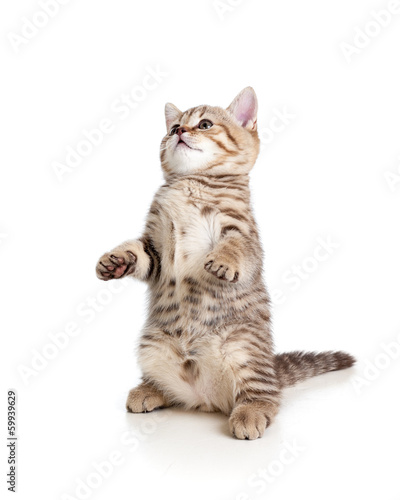 Wallpaper Mural funny cat kitten standing on hind legs Torontodigital.ca