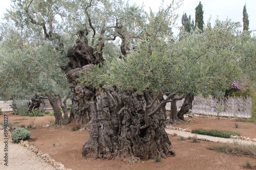 Very old olives in Gethsemane garden. Jerusalem