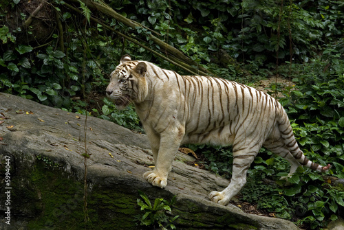 Fototapeta Naklejka Na Ścianę i Meble -  White tiger, Singapore