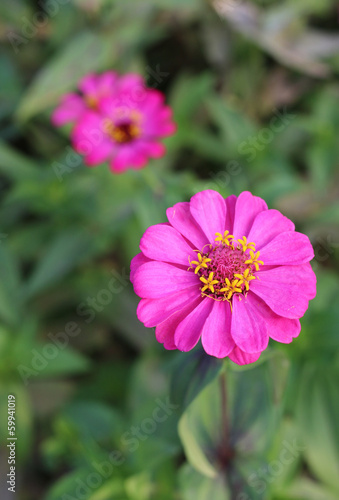 Pink Zinnia flower in the garden