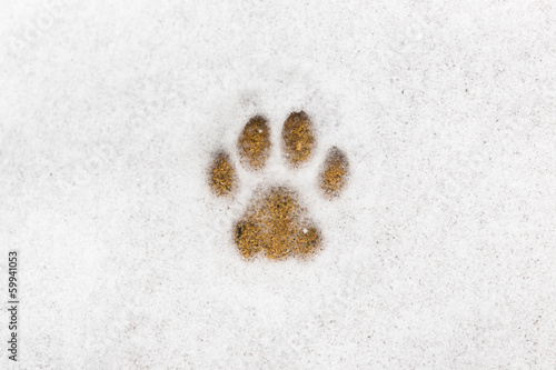 Kitty footprint in the snow