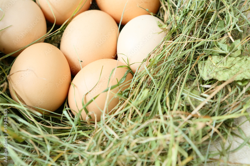 fresh chicken bio eggs fresh chicken bio eggs