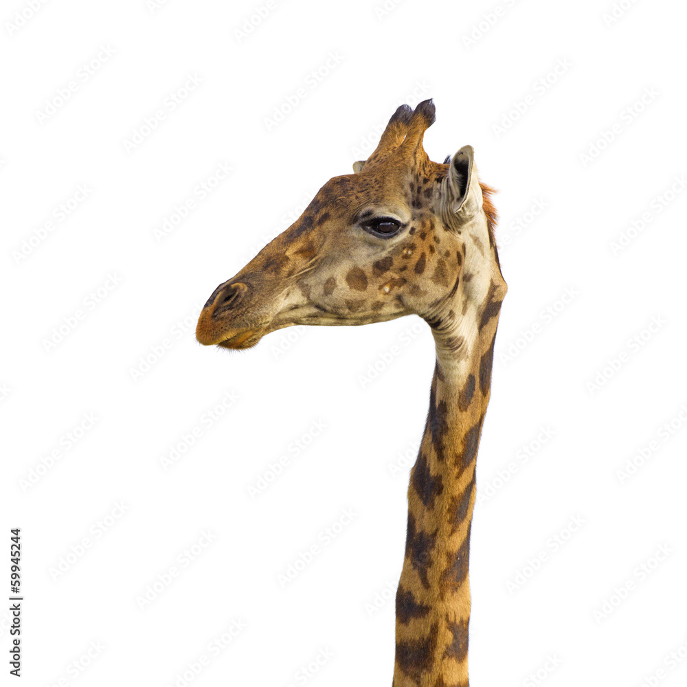 Obraz premium Isolated giraffe