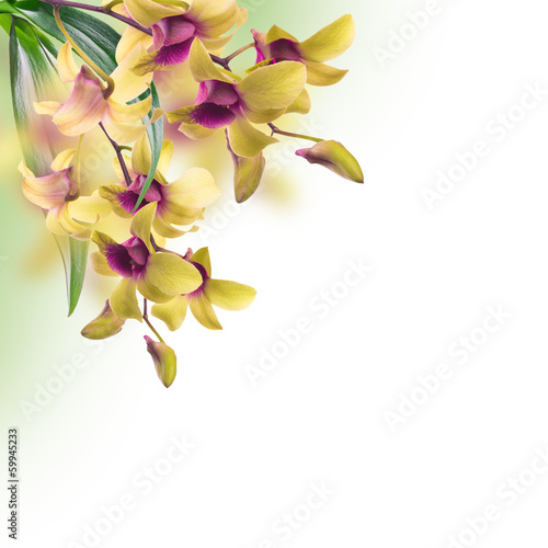 Fototapeta Naklejka Na Ścianę i Meble -  Floral background of tropical orchids
