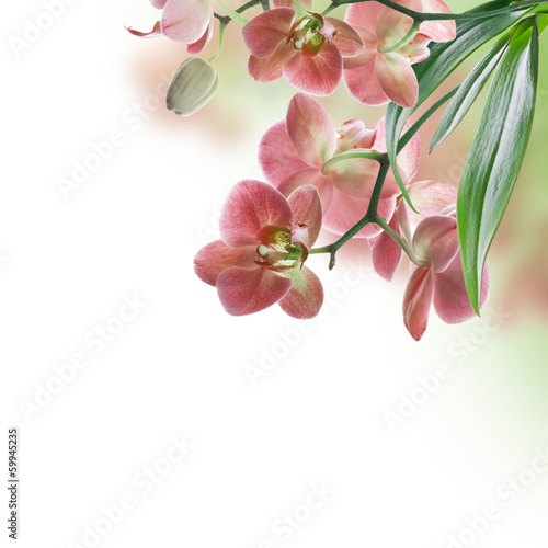 Fototapeta Naklejka Na Ścianę i Meble -  Floral background of tropical orchids
