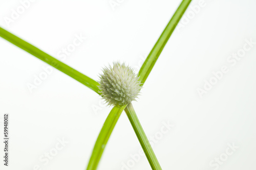 Kyllinga sedge flower close up