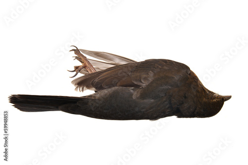 Dead blackbird female, isolated on white.