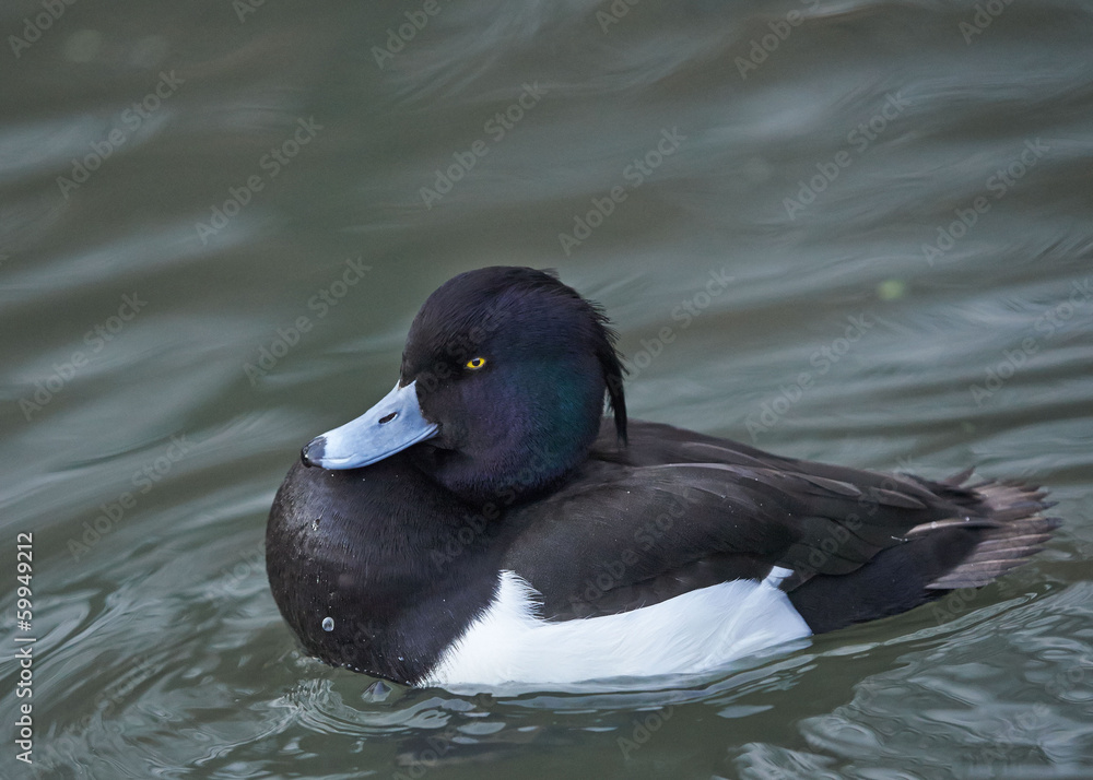 Tufted duck, Aythya fuligula, single male on water Tufted duck, Aythya fuligula, single male on water