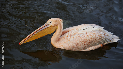 Pelican searching for food
