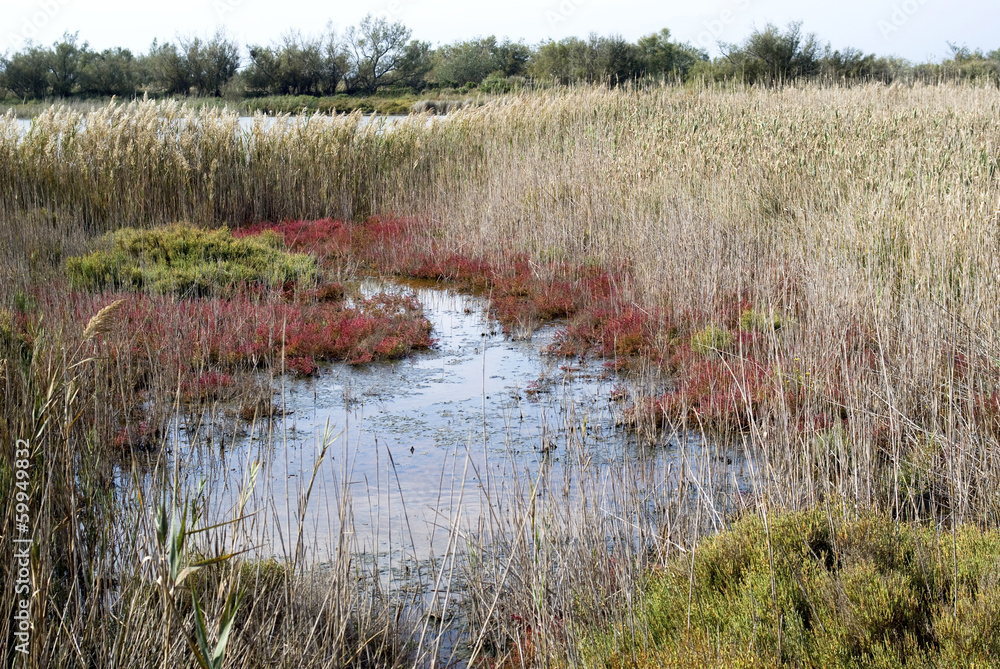 Camargue wild landscape, France