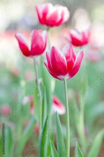 tulip in the field