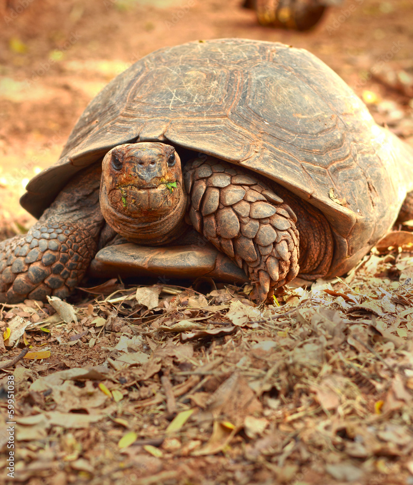 Fototapeta premium Crawling tortoise in the nature