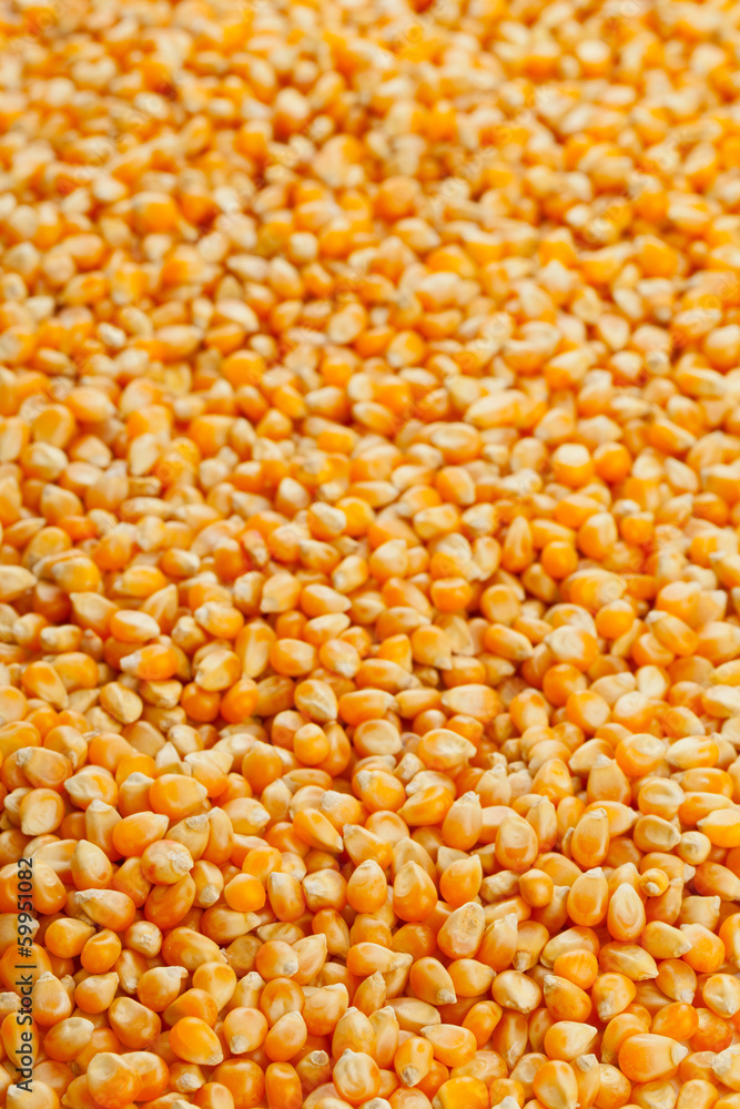 Corn kernels Corn kernels