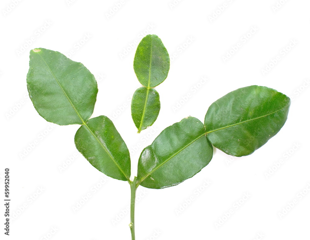 Kaffir lime leaves Kaffir lime leaves