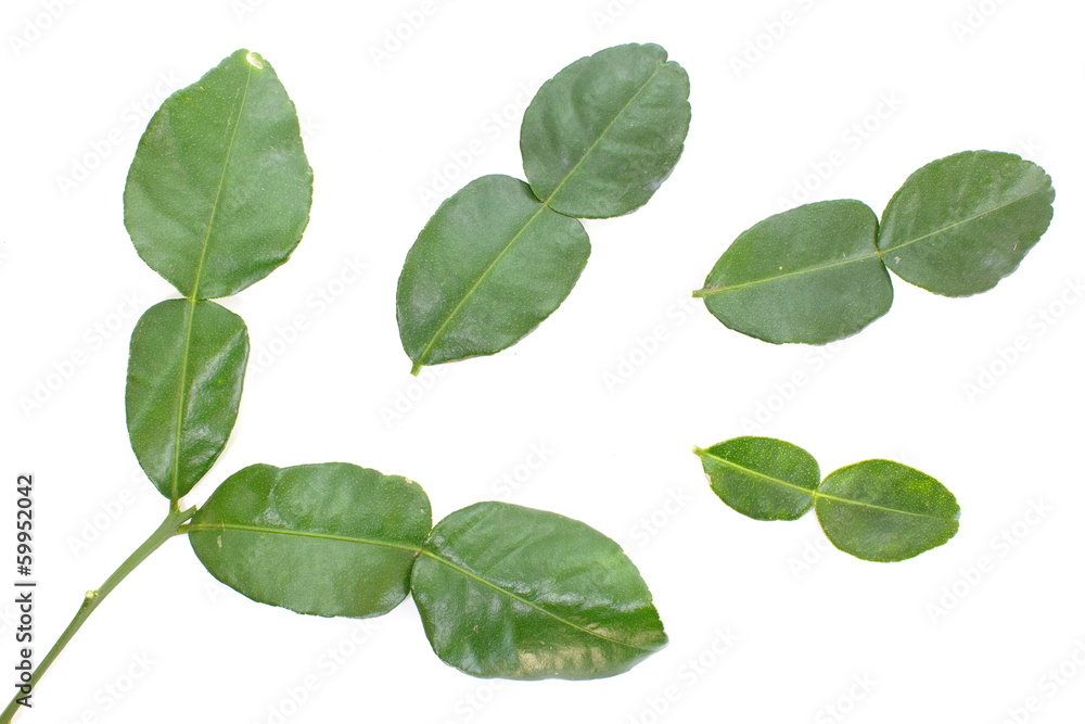 Kaffir lime leaves Kaffir lime leaves