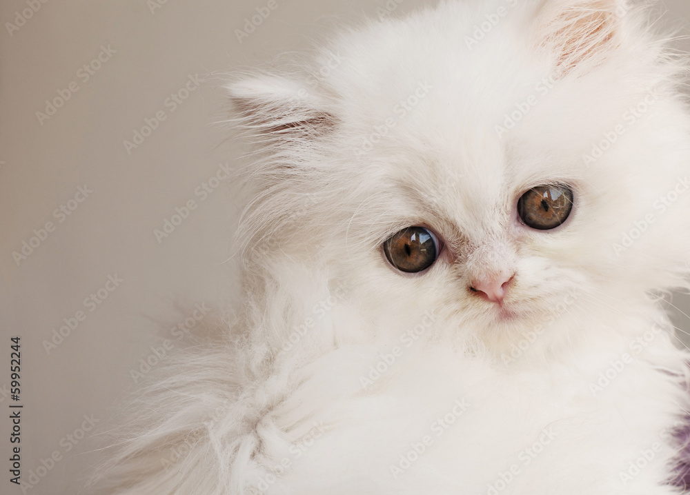 Sad Persian kitten