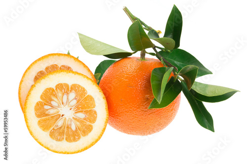 Fototapeta Naklejka Na Ścianę i Meble -  Bitter orange fruits (Citrus aurantium var. daidai)