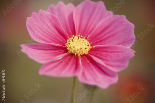 Vintage Cosmos flowers