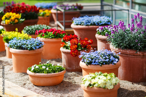 Fotografija Beautiful different flowers in ceramic flowerpots in spring park