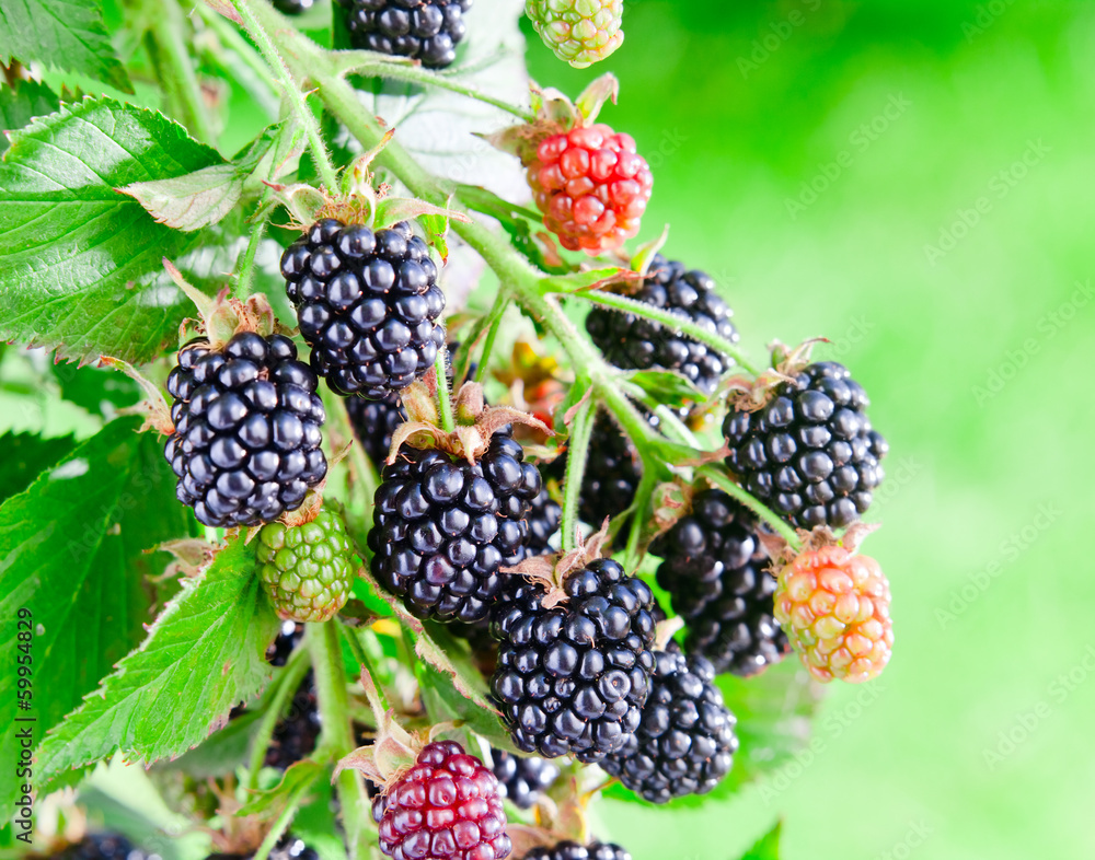 blackberry blackberry