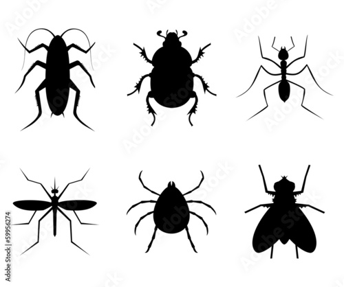 Collection insect