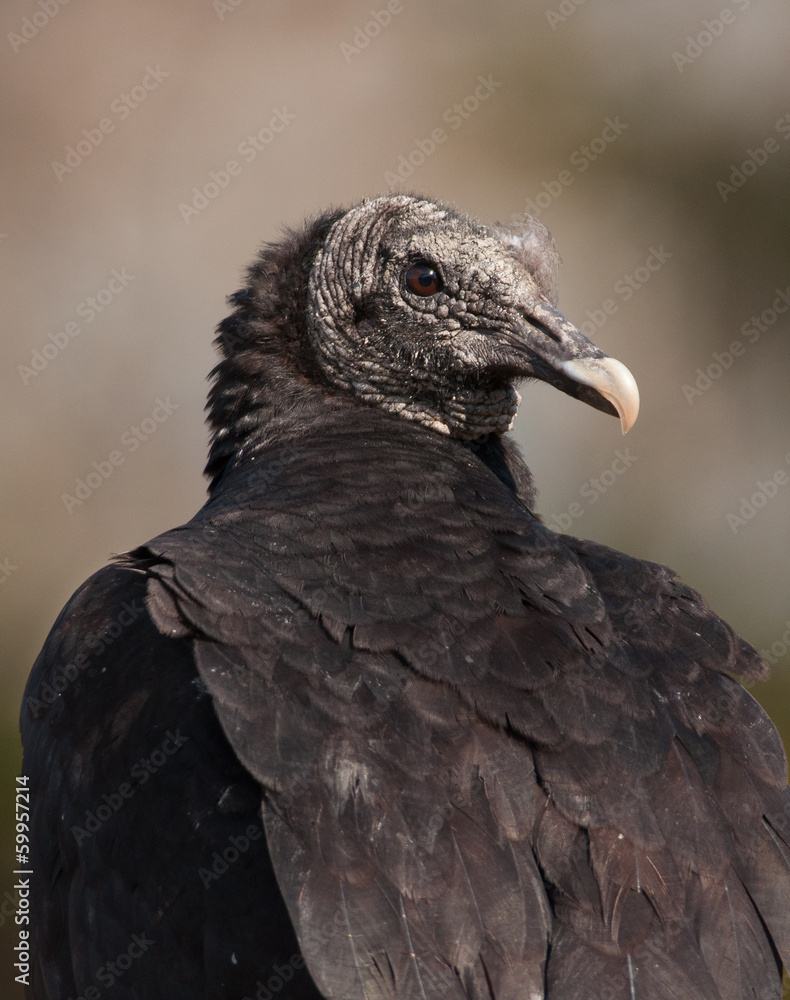 Fototapeta premium Black Vulture Looking Over its Shoulder