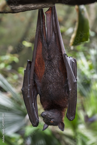 Malayan bat