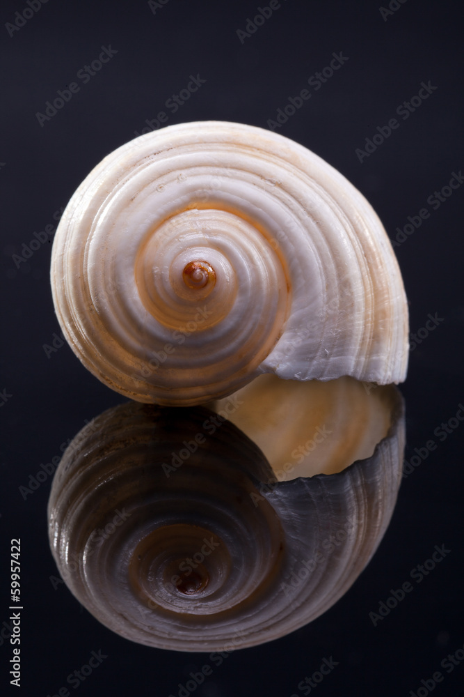 single seashell isolated on black background with reflection