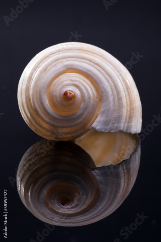 single seashell isolated on black background with reflection