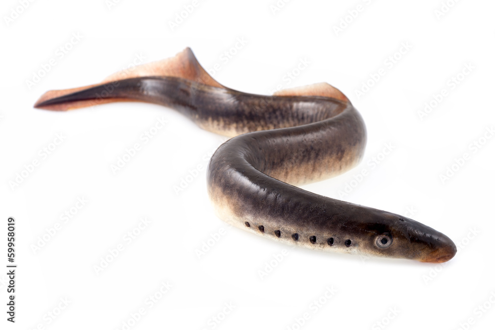Lamprey fish