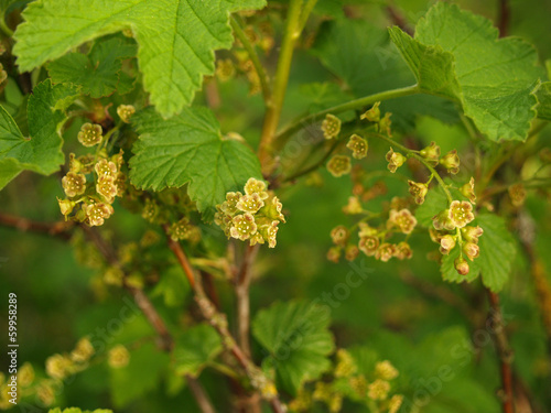 Blossoming red currant (Ribes rubrum L. )