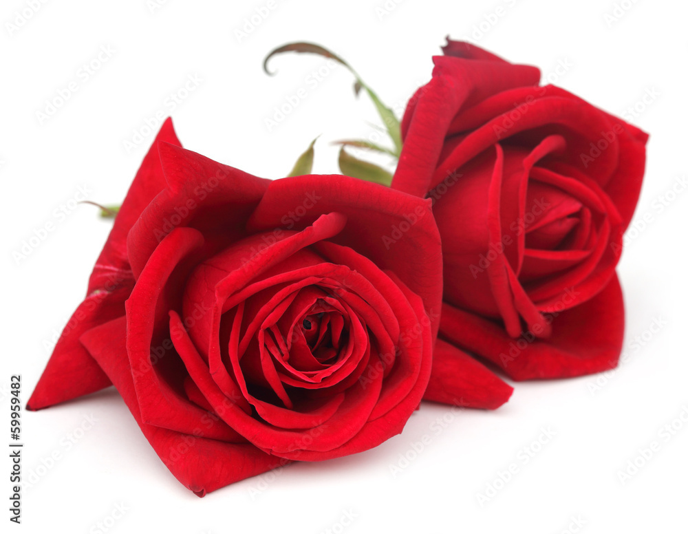 Closeup of red roses - obrazy, fototapety, plakaty 