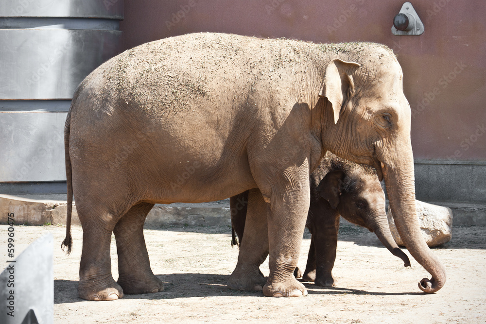Naklejka premium Elephant