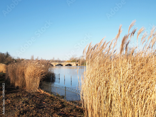 Calm Lake with Wheat Stalks