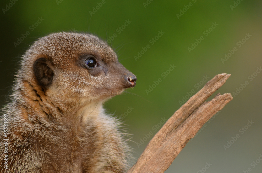 Fototapeta premium Meerkat