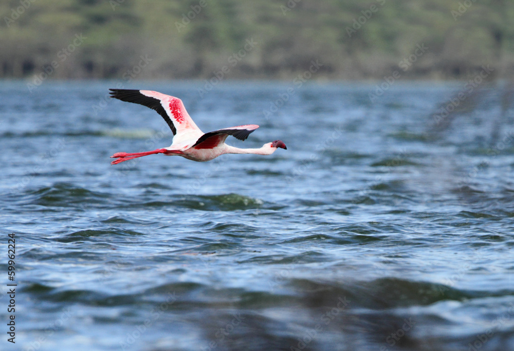A beautiful Great Flamingos in flight
