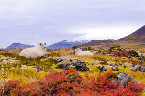 Obraz na płótnie Icelandic sheeps w salonie