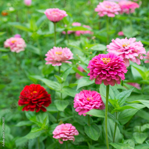 Zinnia flower