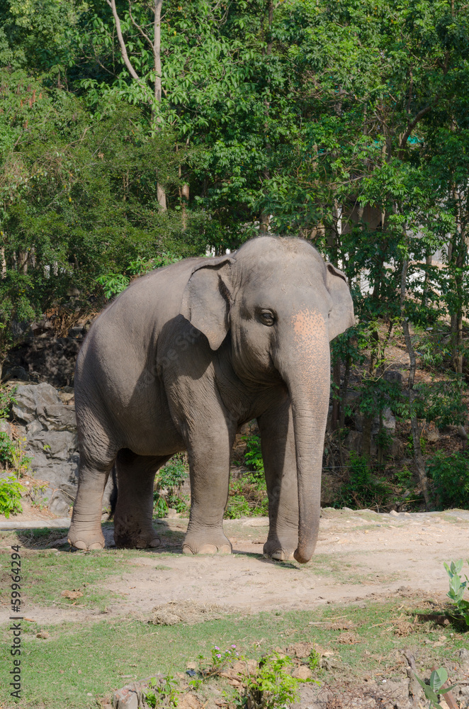 Young asian elephant ,Thailand