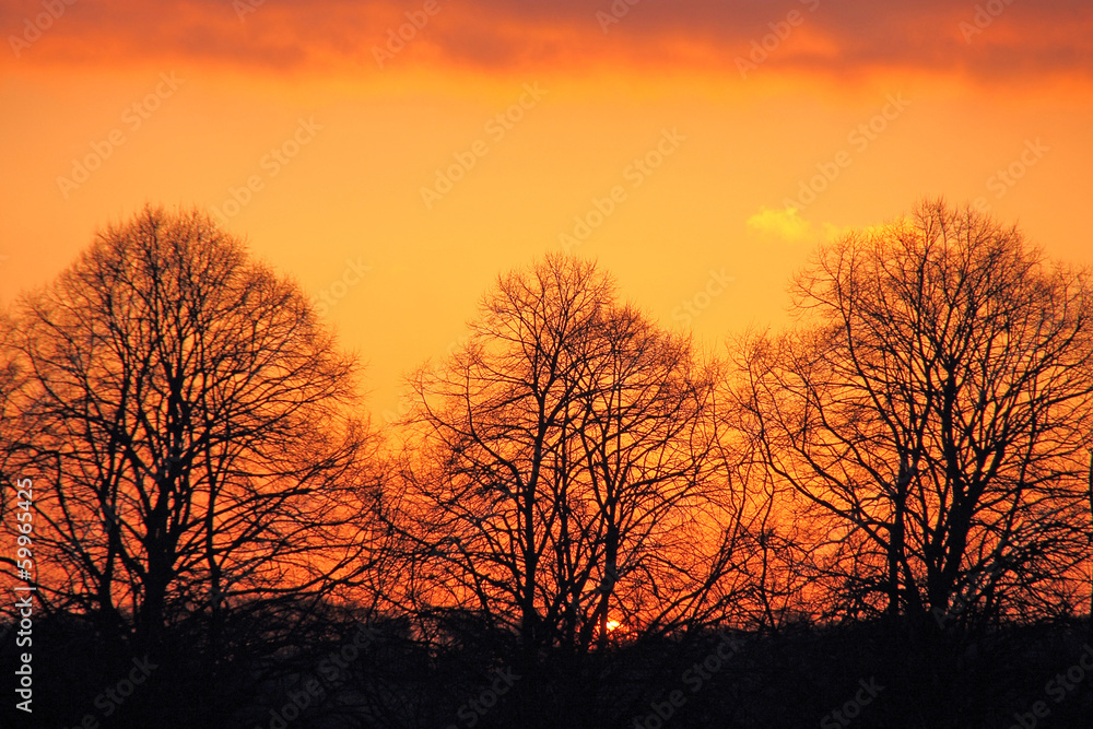 Sonnenuntergang in orange hinter Baumreihe