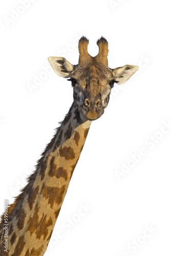 Isolated giraffe
