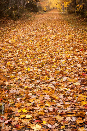 path of leaves