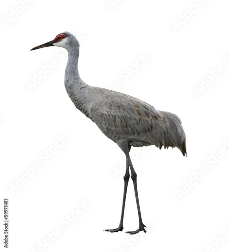 Sandhill Crane Bird