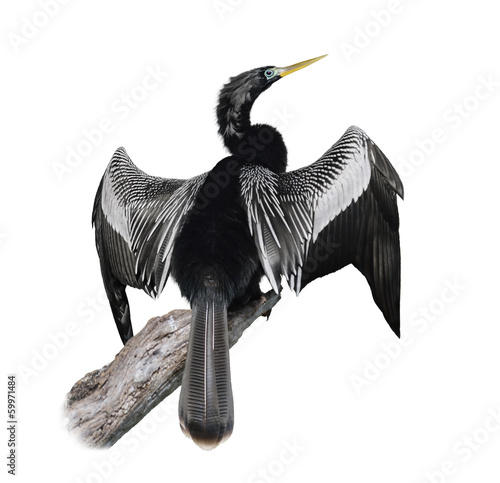 Anhinga (Anhinga Anhinga) Bird