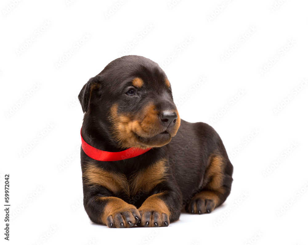 Fototapeta premium Doberman puppy in red ribbon
