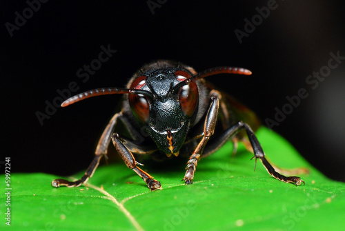 Bee close up face to face,