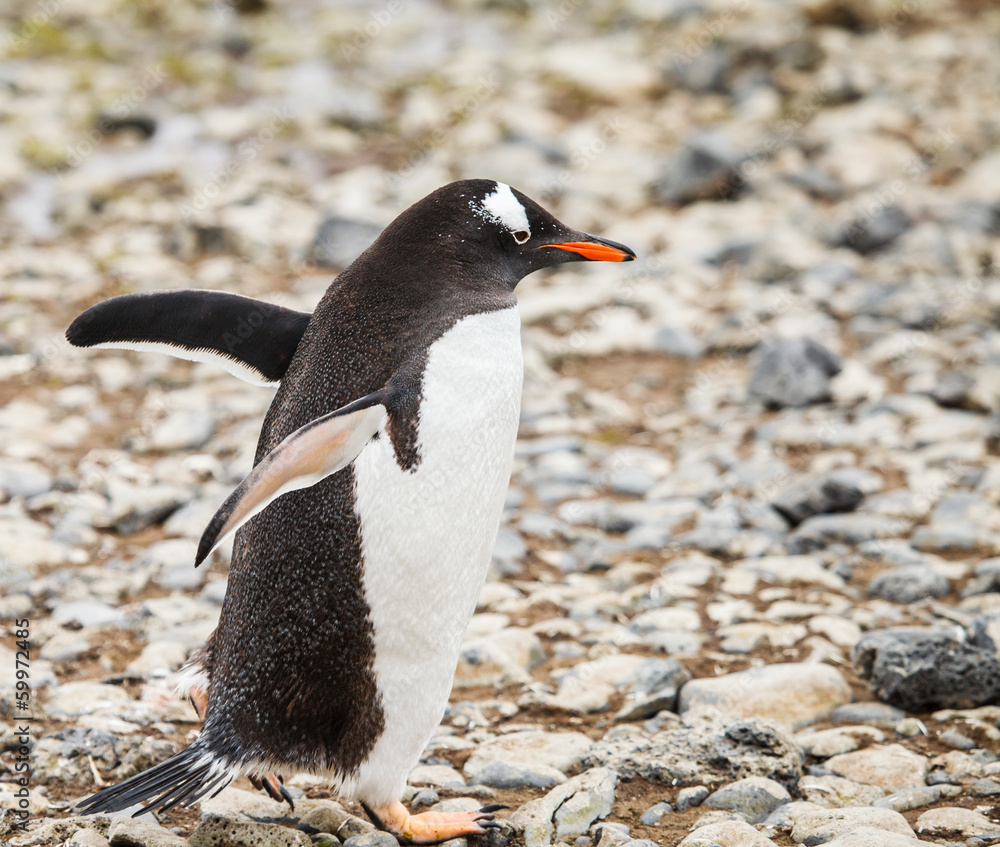 Fototapeta premium gentoo penguin