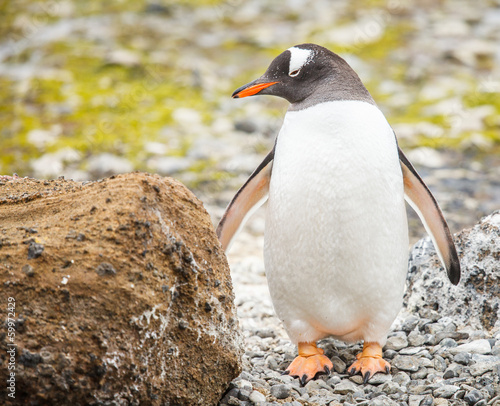 gentoo penguin